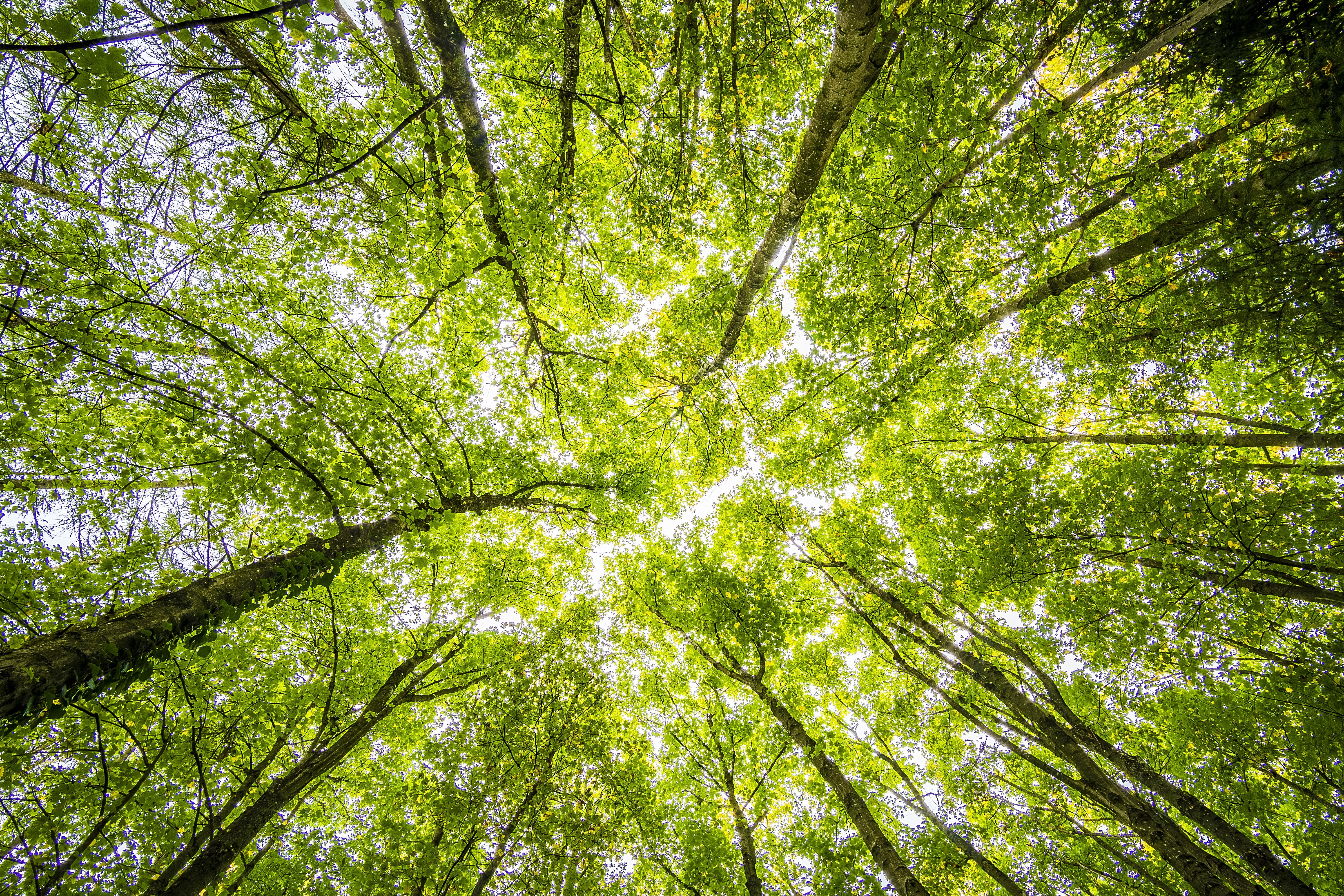 Environmental Policy